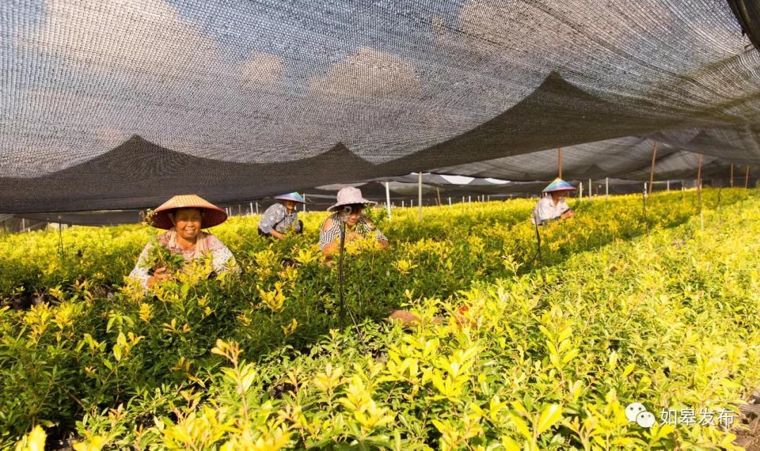 这就是如皋,走进如皋