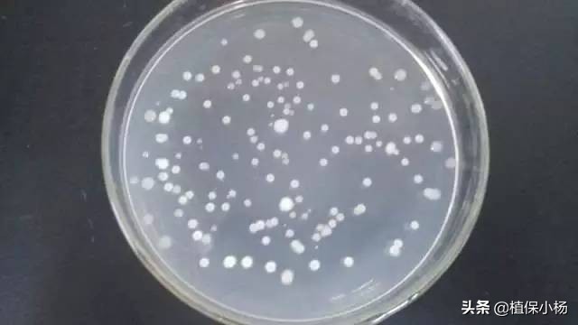 哈茨木霉菌枯草芽孢杆菌能混用么,哈茨木霉菌和枯草芽孢杆菌配比