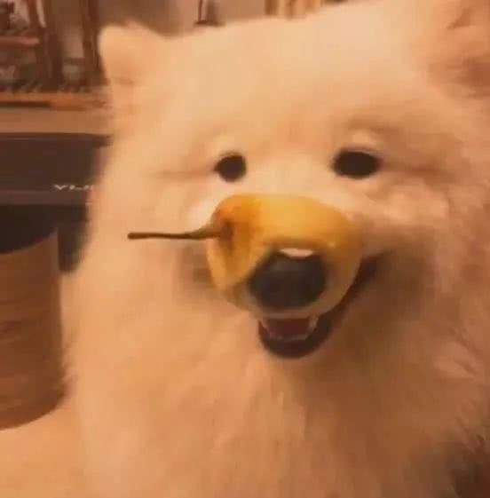 狗狗偷吃被逮个正着,狗狗偷吃罐头主人拿刀吓它