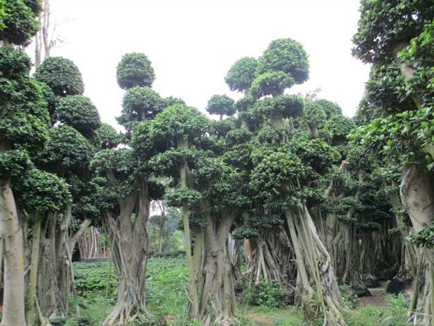无花果树在庭院内种植有什么寓意,冷杉树长在庭院里风水上有说法吗