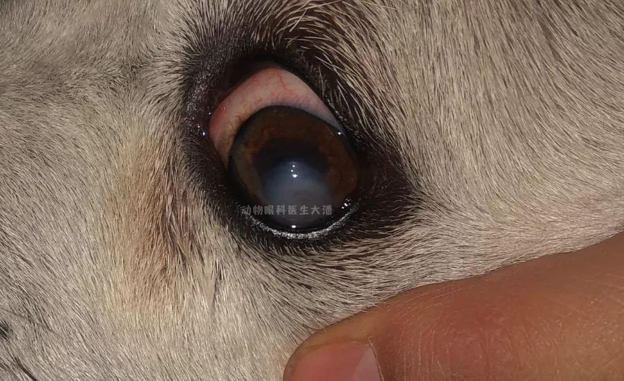 狗狗肠子穿孔了怎么处理,狗狗眼睛穿孔治疗费用