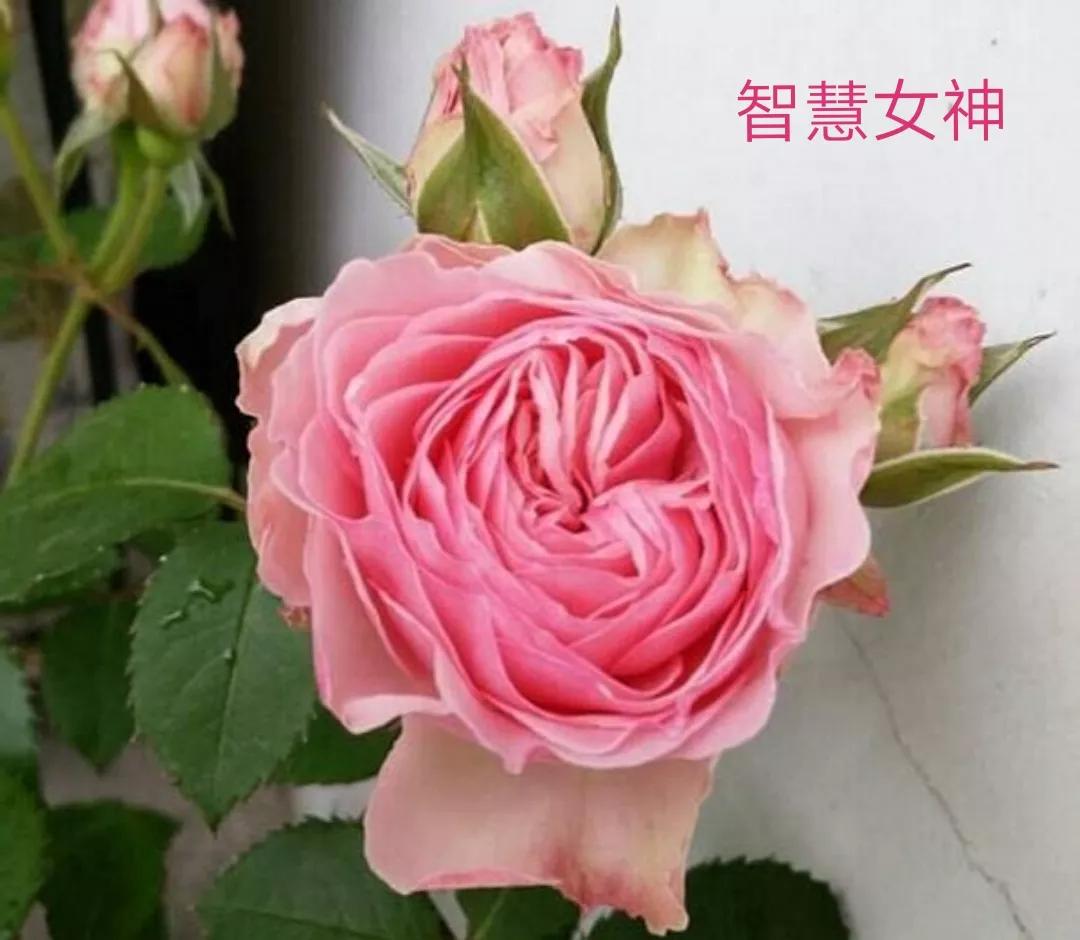 适合做切花的月季品种,十大公认最好切花月季