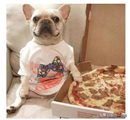 教狗狗装死怎么教,怎么教狗狗装死的动作