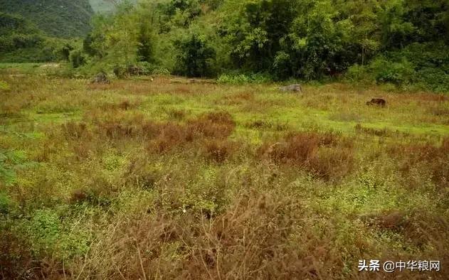 稻谷价格虽然上涨，但重金属超标依然心痛