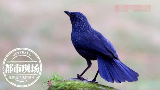 天花板上有哒哒的声音,天花板老是有噼哩叭啦的声音