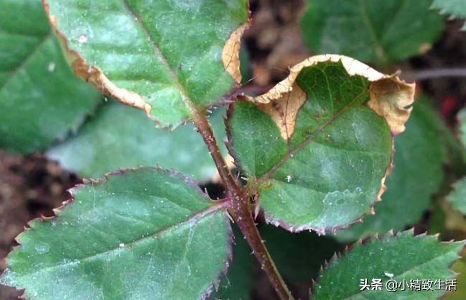 月季花是“药罐子”，常见10种病虫害，预防第一，救治第二