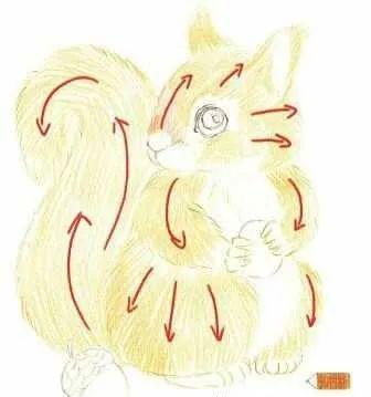 彩铅可爱的小松鼠,彩铅画可爱动物飞鼠