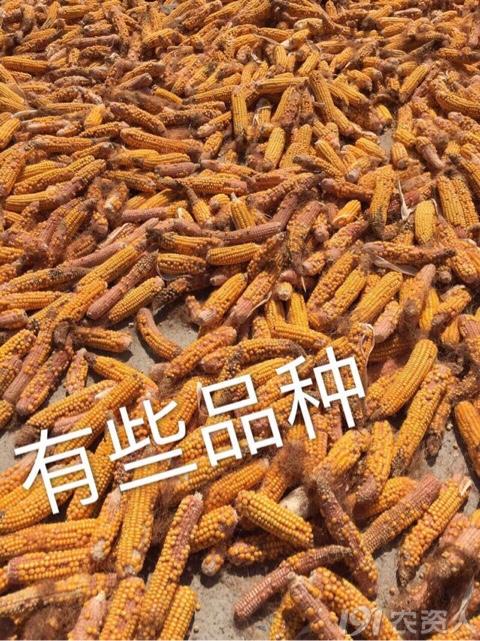 玉米花生种植高产技术,玉米高产高效种植技术