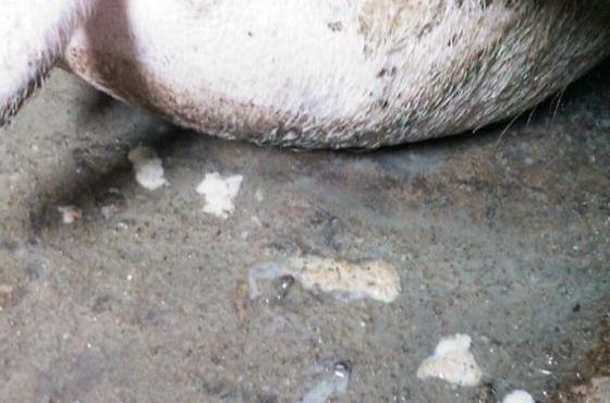 母猪子宫内膜炎中草药治疗方法,母猪子宫内膜炎的特效药