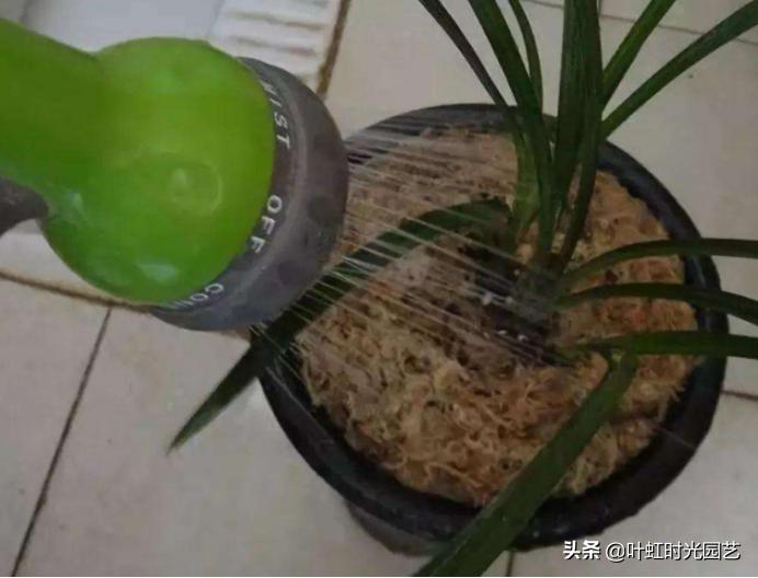 兰花缓苗期已完成怎么办,兰花为什么一拿到室外叶子就蔫