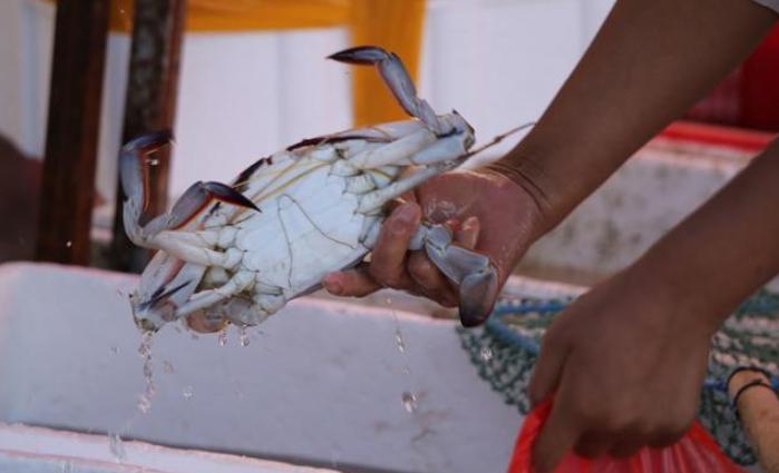 爱吃蟹的你需了解这些冷知识,吃螃蟹的小常识及注意事项