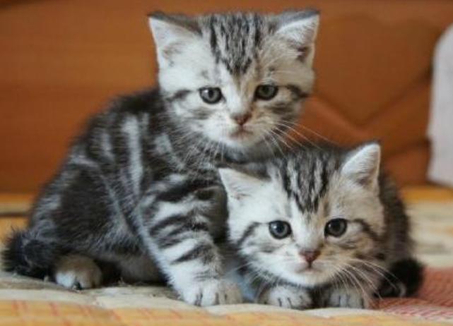 外出七天猫咪怎么安置,假期猫咪独自在家猫砂怎么处理