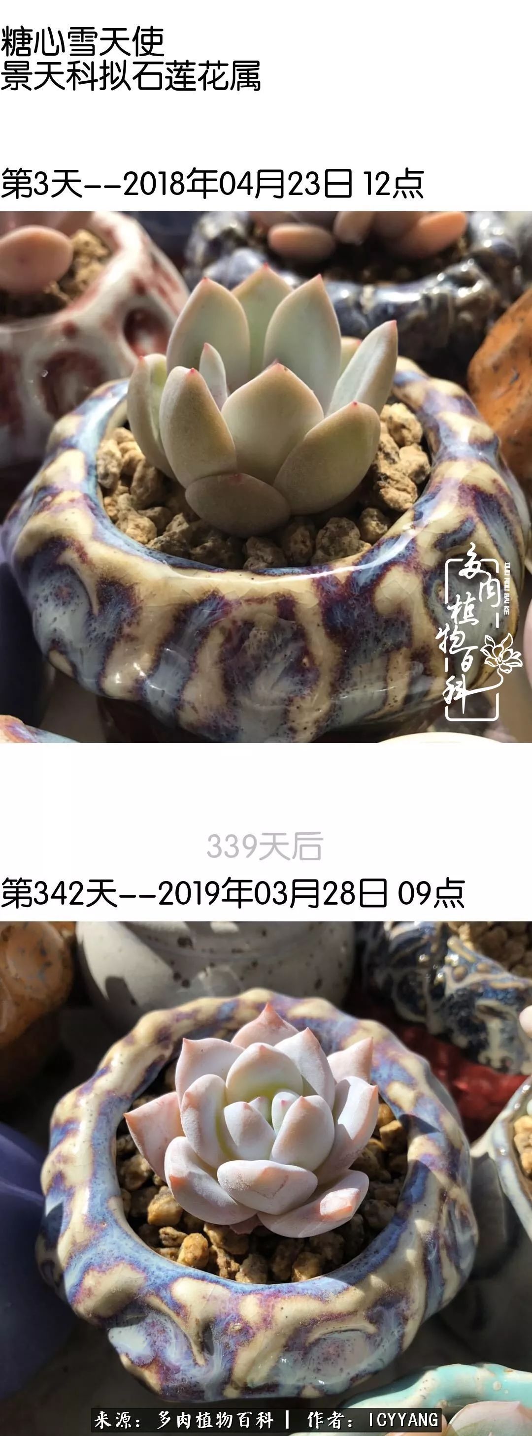 室内阳台多肉的养护方法,景天多肉养护