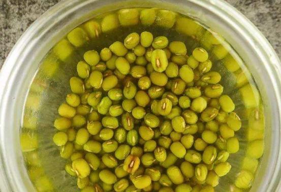 绿豆怎么生出绿豆芽,开水生绿豆芽