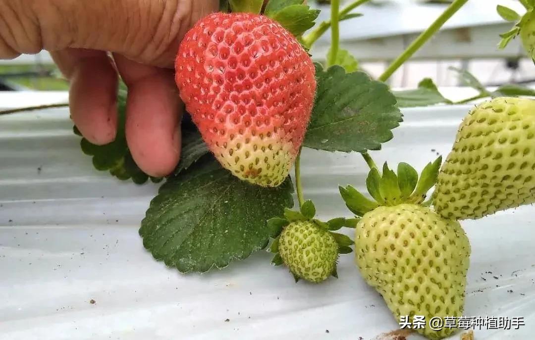 低温冷害对草莓的伤害有哪些,草莓低温受冻了