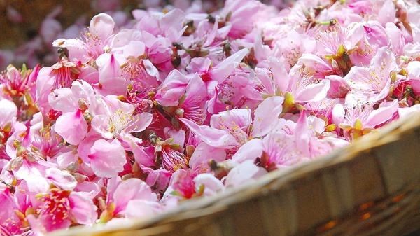 一杯桃花酿,一杯桃花酿完整版