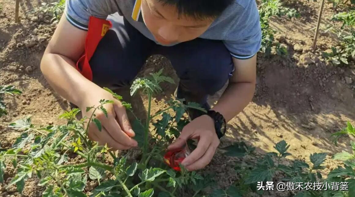 药物处理花穗时，点花与蘸花、防落素与2,4-D哪个好？一看就明白