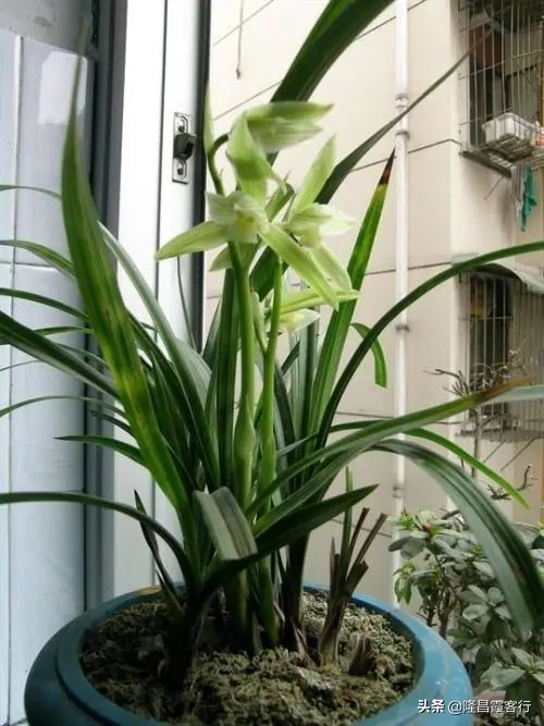 隆昌素“云顶香”险些绝迹的旧事