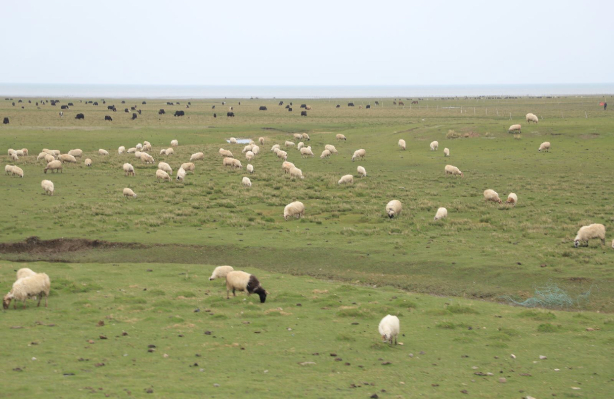 玩转西宁攻略,青海西宁之旅