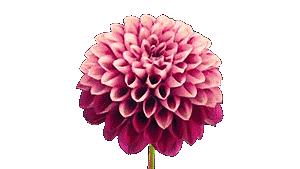 西江五月摄影,西江千户苗寨五月游