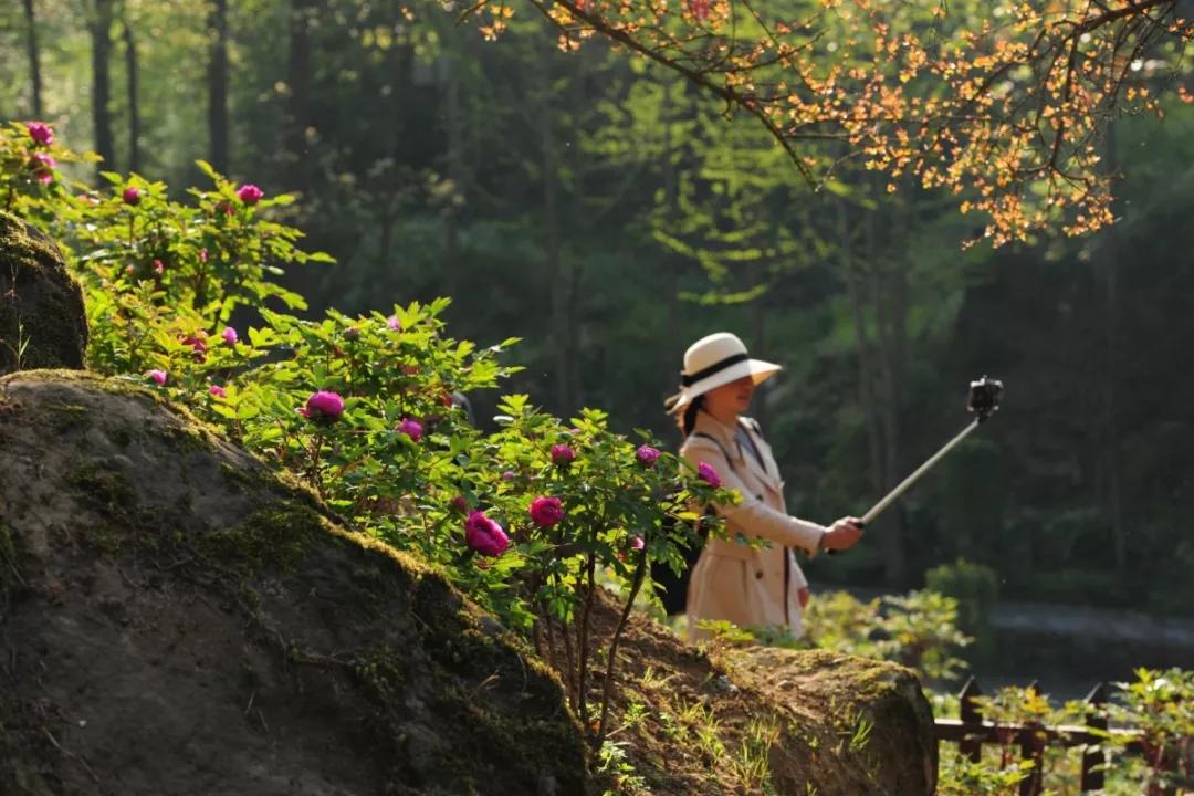 牡丹花开惹人醉鸟语花香,牡丹花开国色天香惹人醉