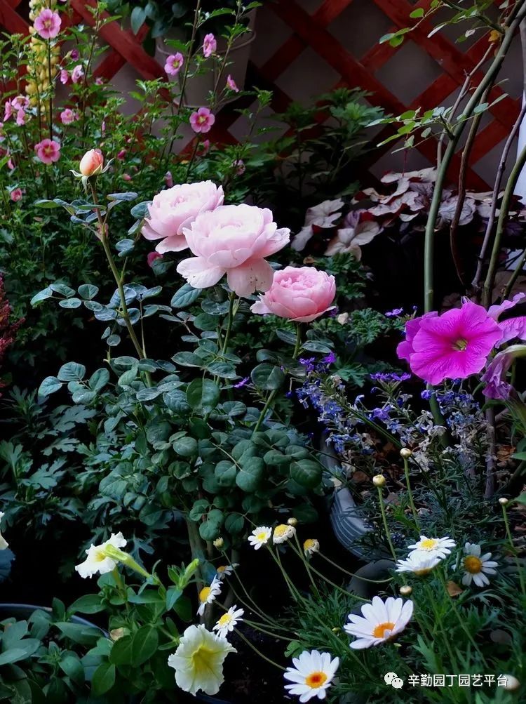 （2021）园丁奖阳台组《008号》星星的花园