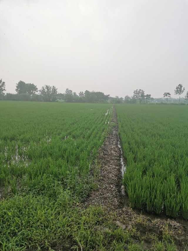 一味追求价格而不注重品质,不能盲目扩大种植面积