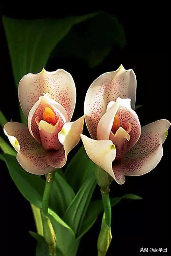 诗歌朗诵静待春暖花开,朗读咏兰花古诗