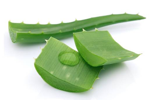 耐活好养的盆栽植物芦荟,芦荟全身都是宝