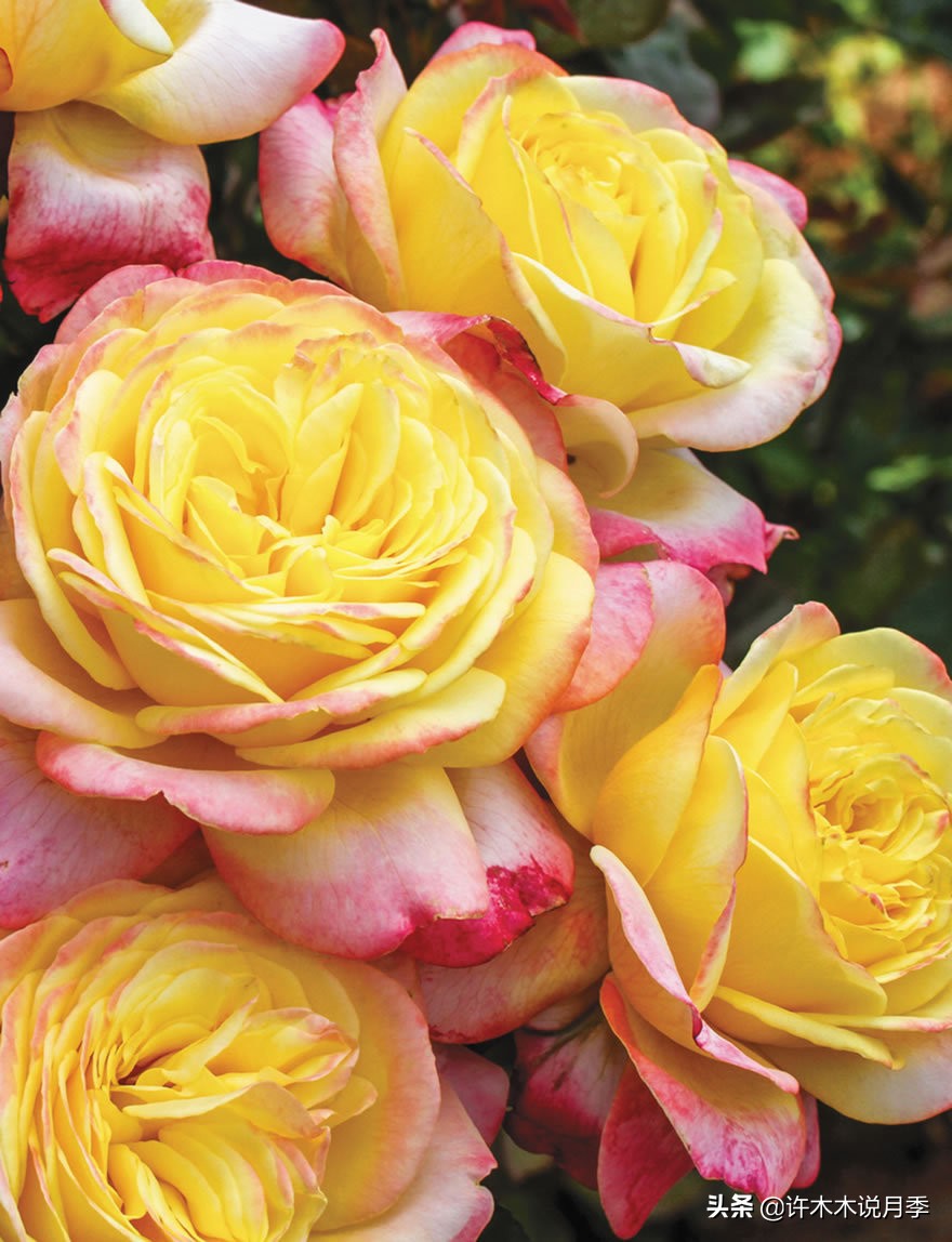 月季扦插发芽又枯萎是什么原因,月季扦插的都发芽了怎么就蔫了