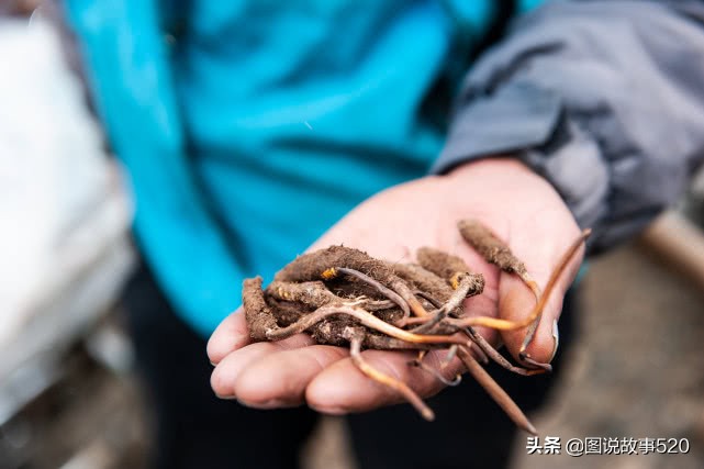 最好的虫草10斤虫草价值多少,正宗西藏鲜虫草多少钱一斤