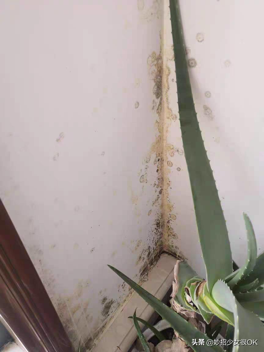 墙纸发霉怎么办5个方法来处理,墙纸发霉彻底解决方法