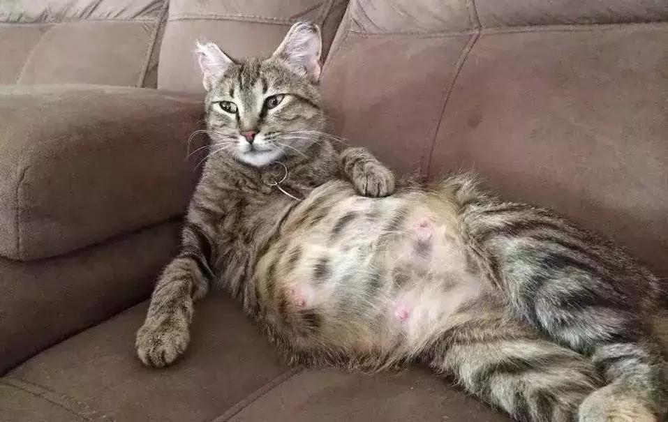 猫咪的繁殖障碍（不孕不育）表现在哪些地方？该怎么办？