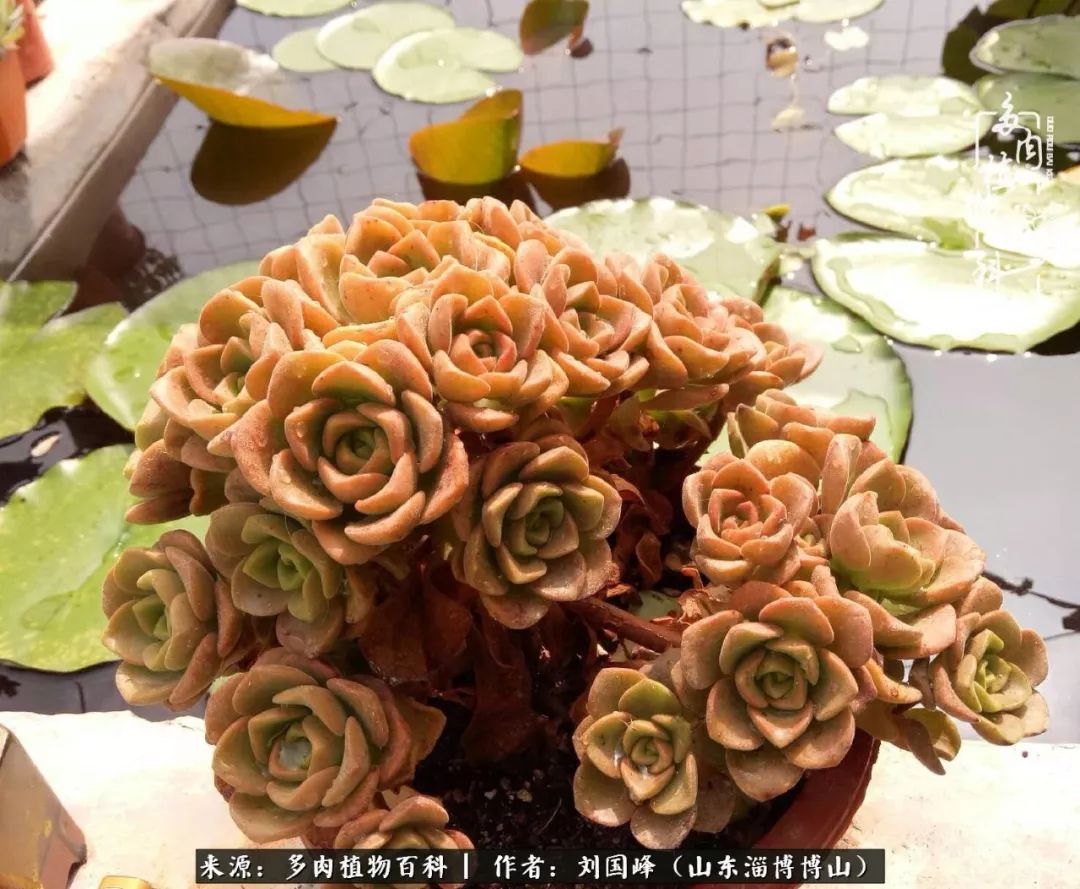 多肉植物大王叫我来巡山,大王叫我来巡山绿植