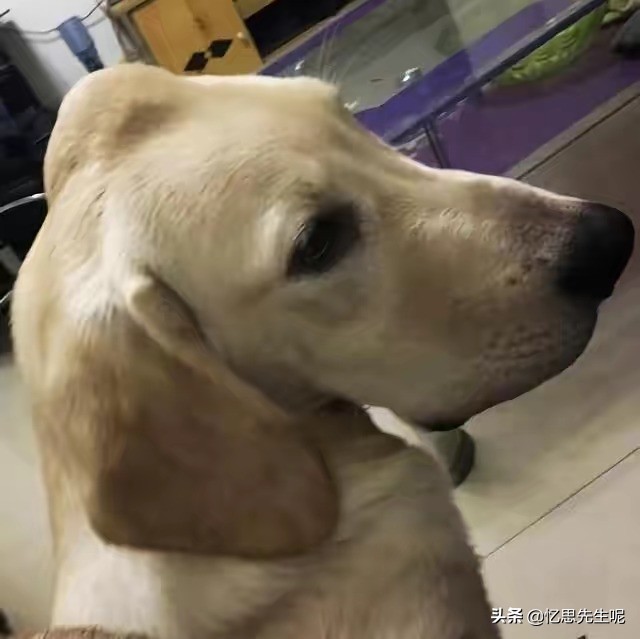 狗子头顶长碗大的包,担心肿瘤癌变去医院,兽医一句话让众人喷饭