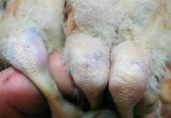 鸡关节受伤肿大最佳治疗方法,鸡关节肿是什么病如何治疗