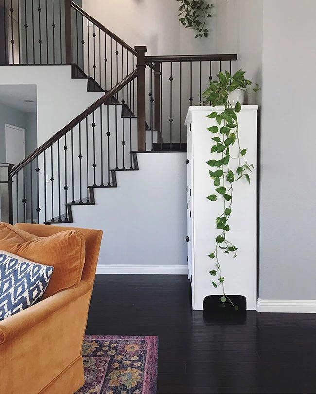 怎么把绿萝养得好看,绿萝怎么养又细又好看