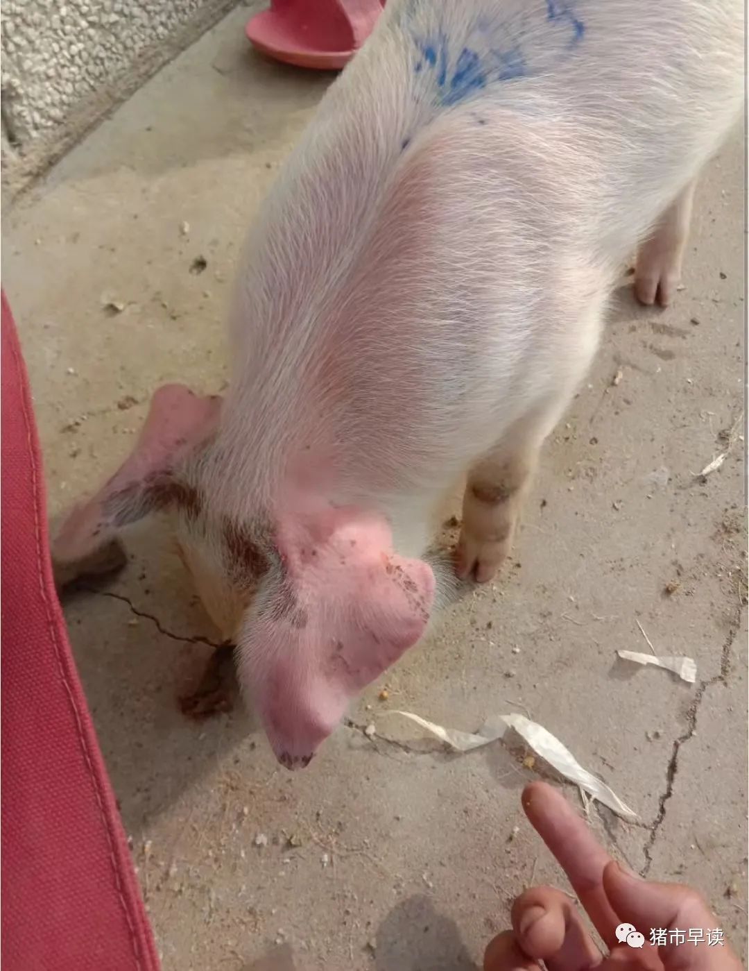 猪出现耳朵紫红是什么病,猪身上发红耳朵发紫是怎么回事