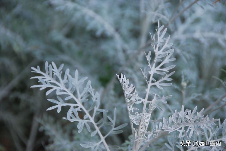 植物科学活动,第二十届公众科学日合肥