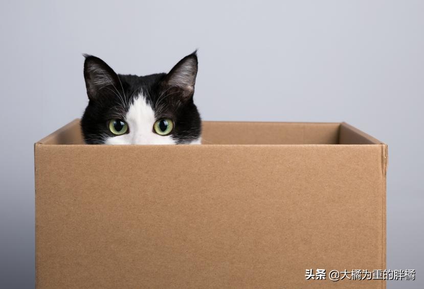 猫咪为什么喜欢咬纸箱吃,猫咪为什么爱咬塑料袋咬完就吐