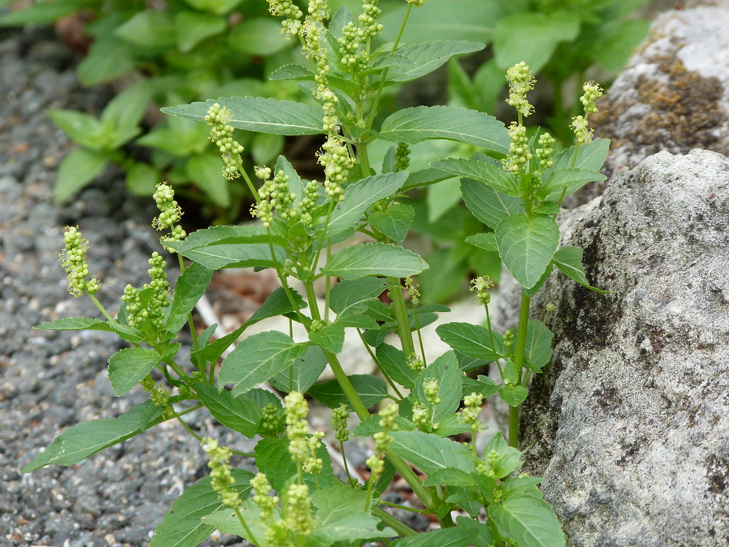 生日鲜花用哪几种花,代表友谊长存和生日快乐花语的花