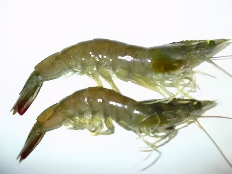 所有虾类哪种更好吃些图片,给你科普一下虾的种类