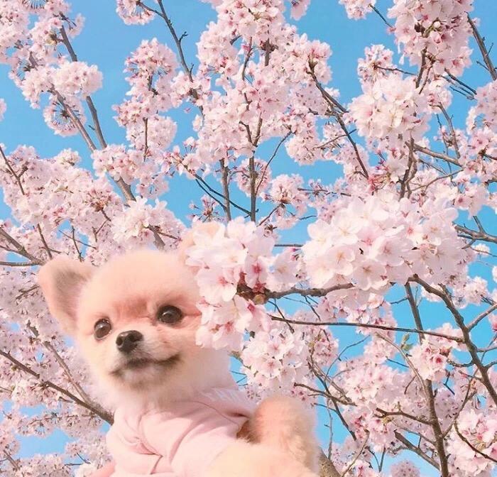 儋州宠物博美,博美小百科