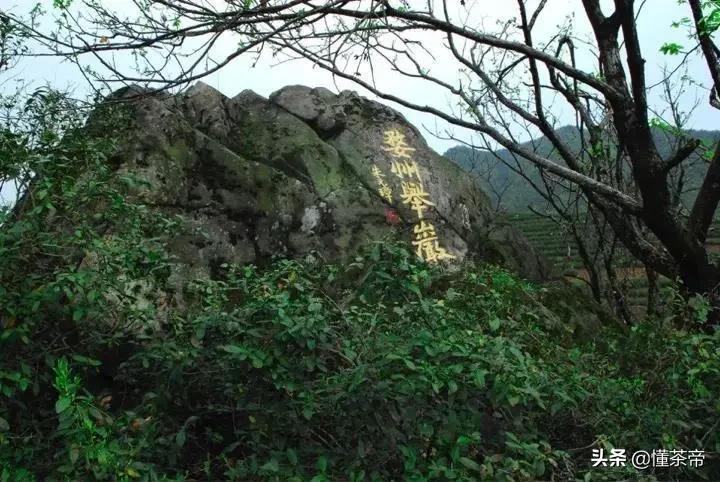 非遗13种绿茶,绿茶十大非遗传承人