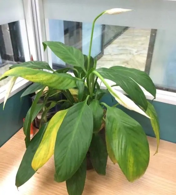 白掌养护方法和基本常识,白掌花开一帆风顺图片