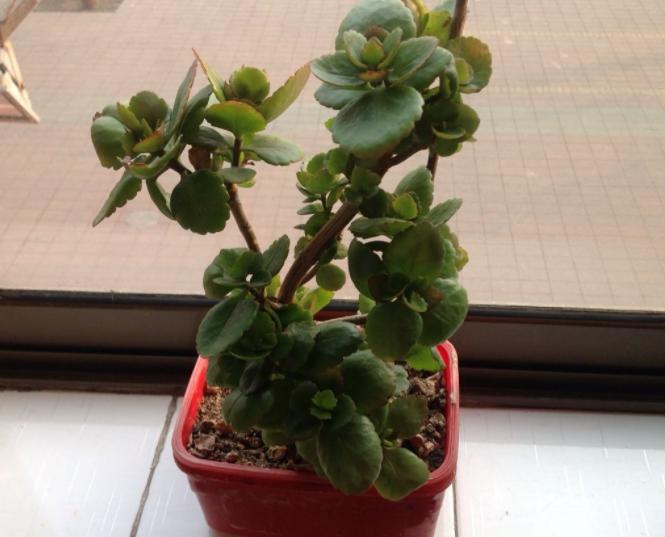 修剪花卉的注意事项,养花大全及修剪方法