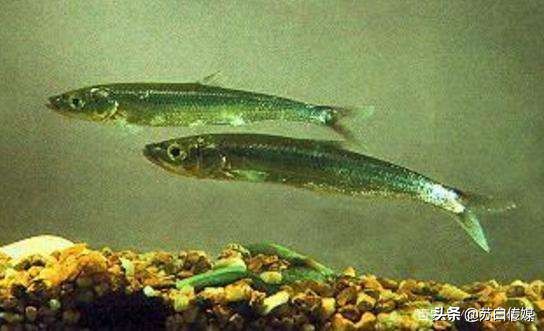 中国最大的内陆湖鱼,中国哪里湖的鱼最贵