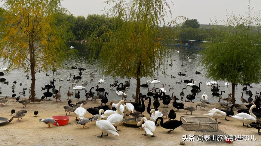 安泰壹号,值得玩的周边野生动物园