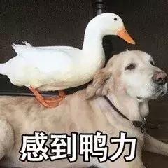 盐城马拉松怎么报名参加,2021临泽马拉松你报名了吗