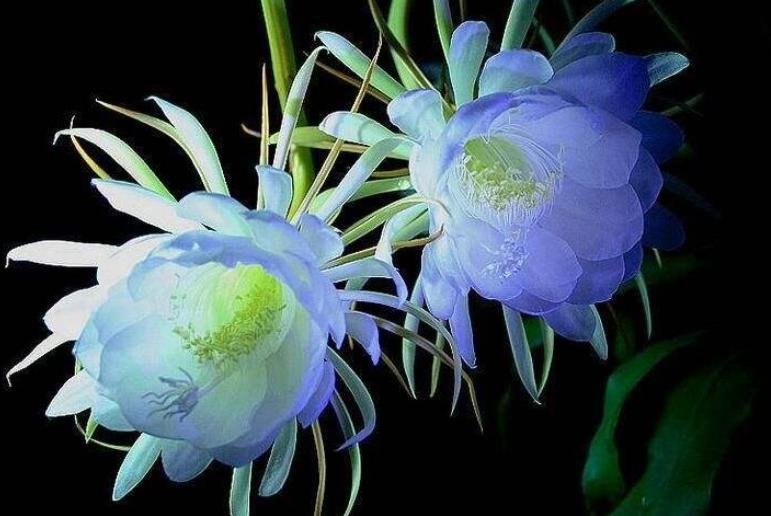 如何让昙花生长更快,昙花多开花的办法